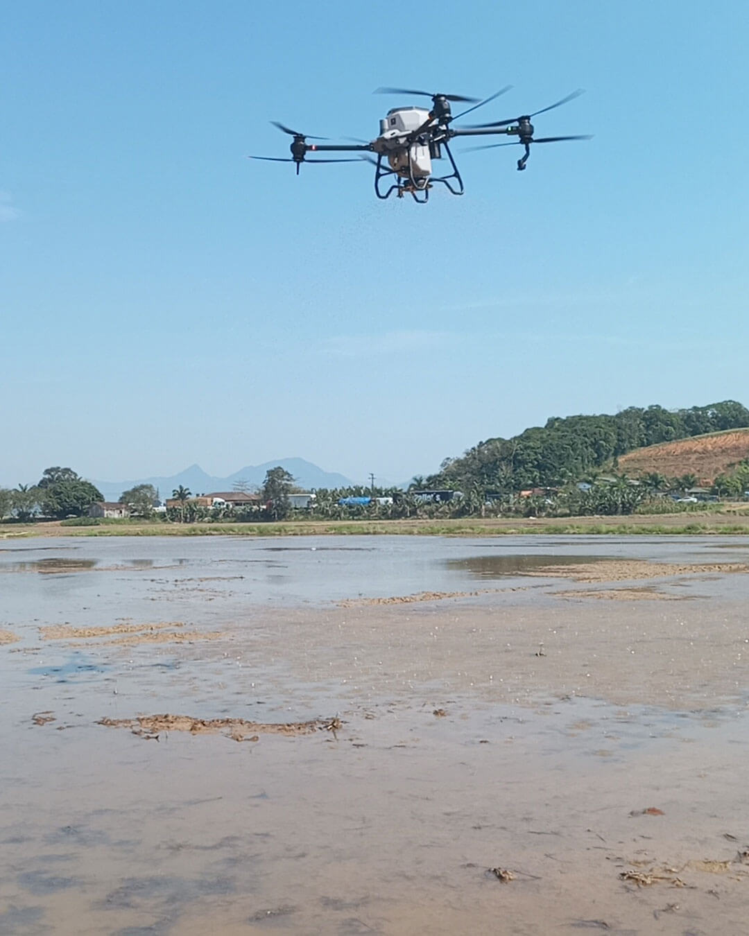 semeadura de arroz com drone t40